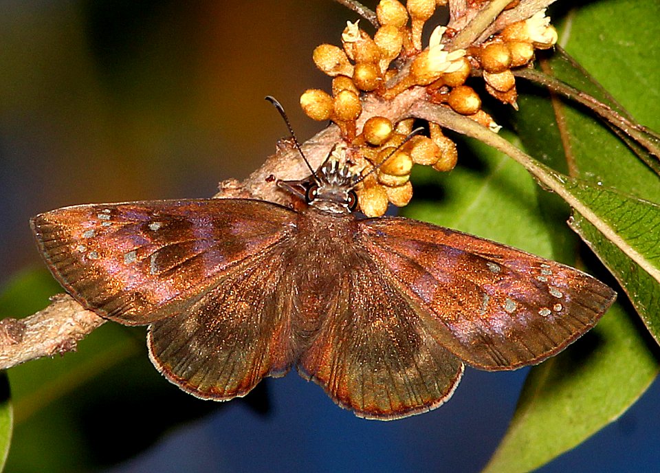 DUSKYWING, FLORIDA (Ephyriades brunneus) (5-7-14) big pine key, monroe co, fl -02 female
