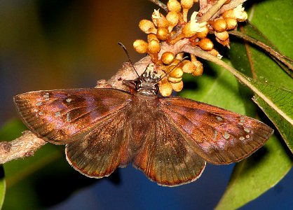 DUSKYWING, FLORIDA (Ephyriades brunneus) (5-7-14) big pine key, monroe co, fl -02 female