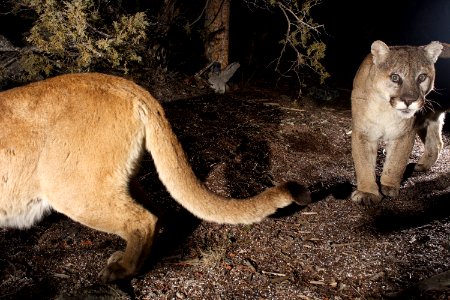 Cougars F202 and male photo