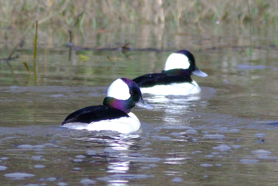 BUFFLEHEAD (2-9-09) san simeon -03