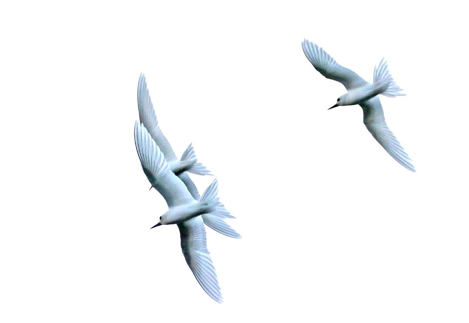 WHITE TERN (5-9-2018) hale koa hotel, honolulu, oahu co, hawaii -02