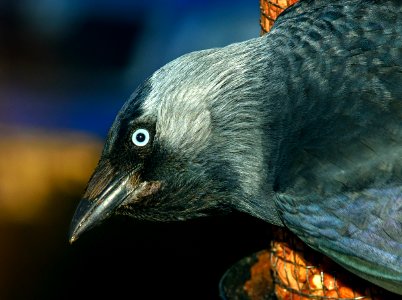 Jackdaw (Corvus monedula)