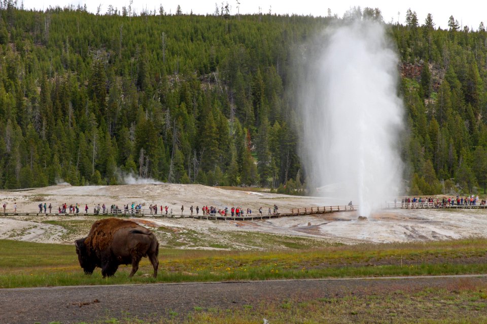 Bison and Beehive Geyser