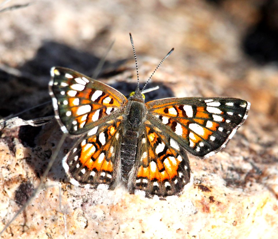METALMARK, SONORAN (Apodemia mejicanus) (3-22-2015) 78 circulo montana, patagonia lake ranch estates, scc, az
