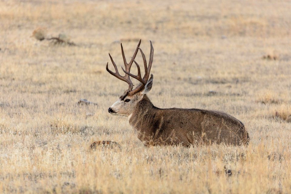 Mule deer buck near the north entrance