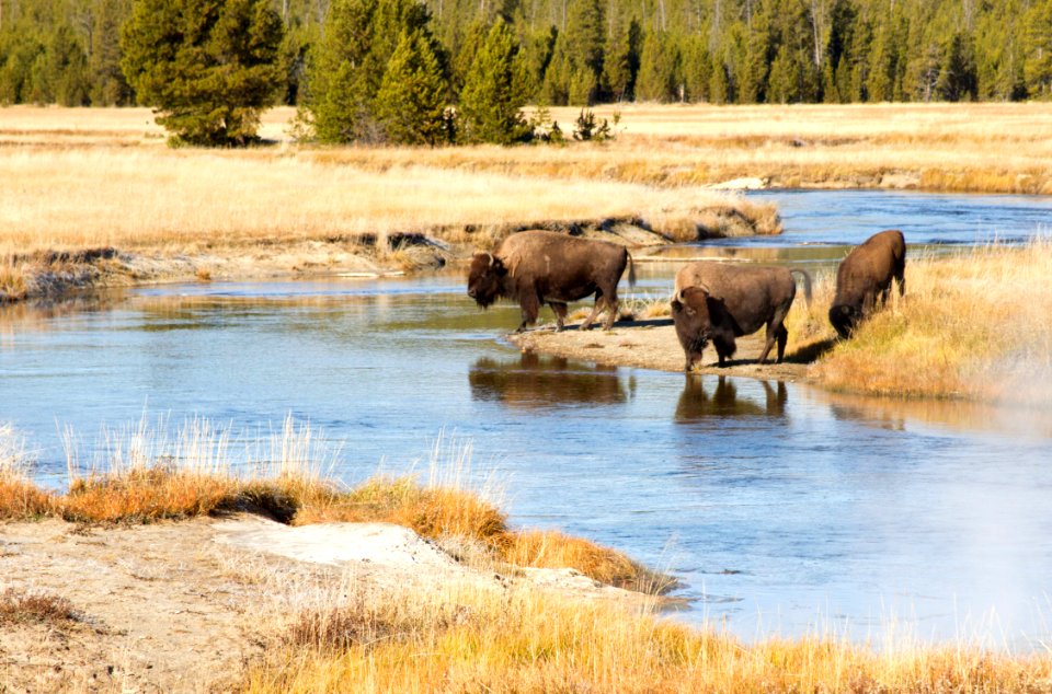 Bison along Gibbon River