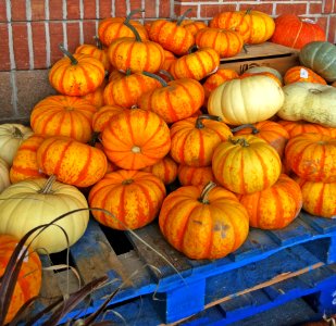 Pumpkins & Gourds