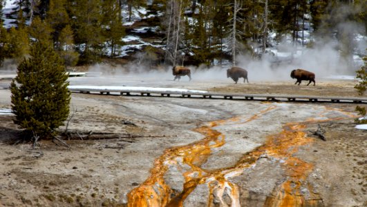 Bison moving through Upper Geyser Basin
