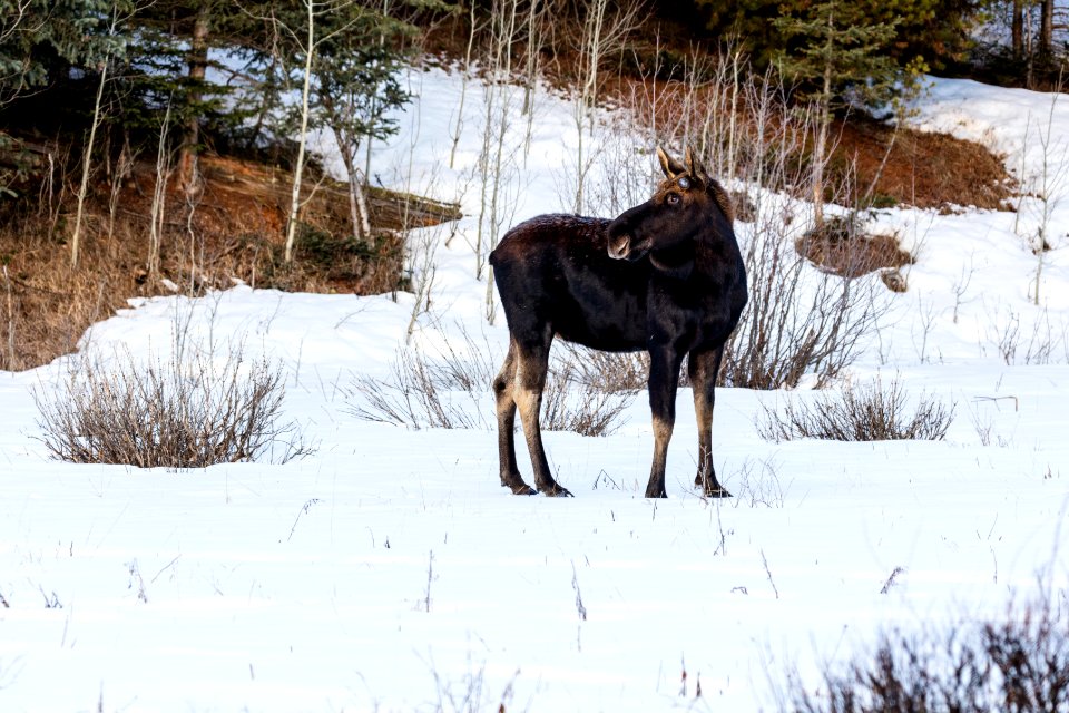Bull moose near Pebble Creek