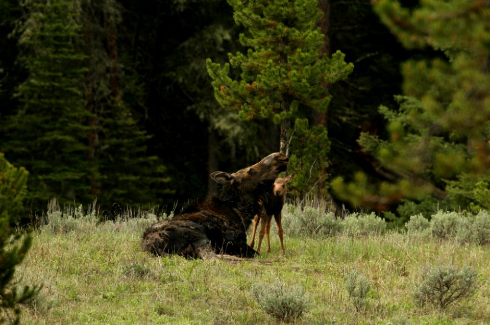 Cow and calf moose