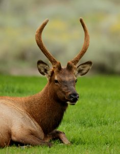 Spike elk