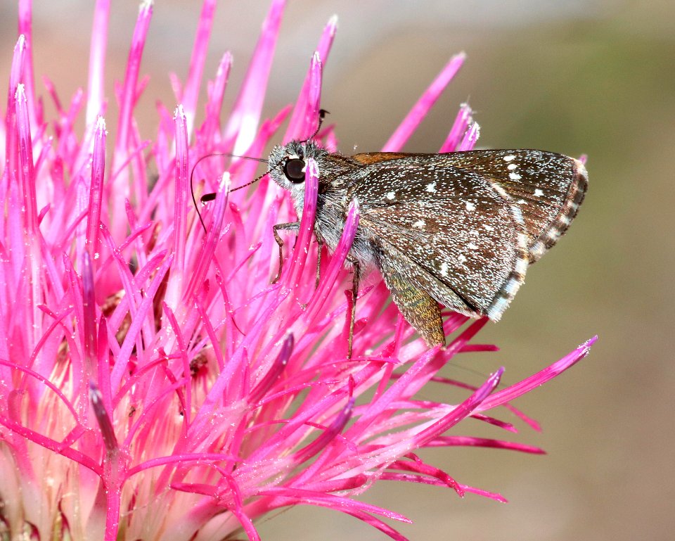 ROADSIDE-SKIPPER, LARGE (Amblyscirtes exoteria) (7-8-2020) garden canyon, huachuca mts, cochise co, az -03