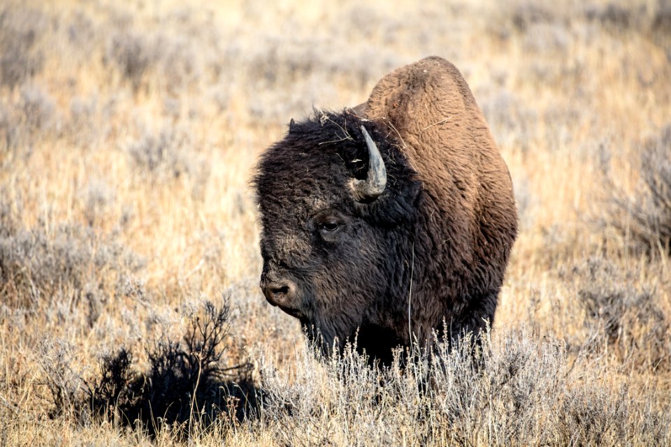 Male Bison Near Pelican Valley