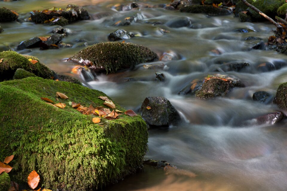 Moss stream fluency