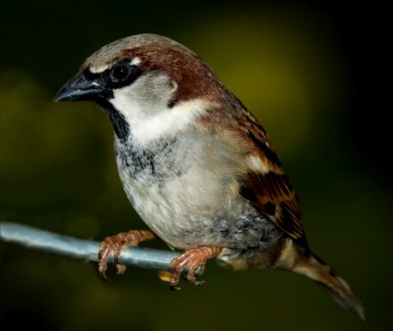 House Sparrow