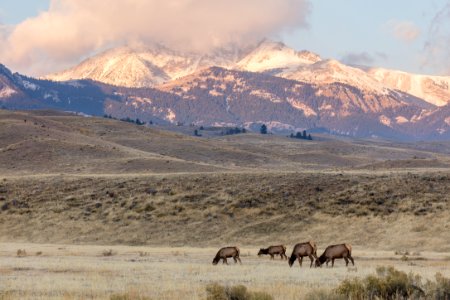 Elk grazing near the North Entrance at sunrise