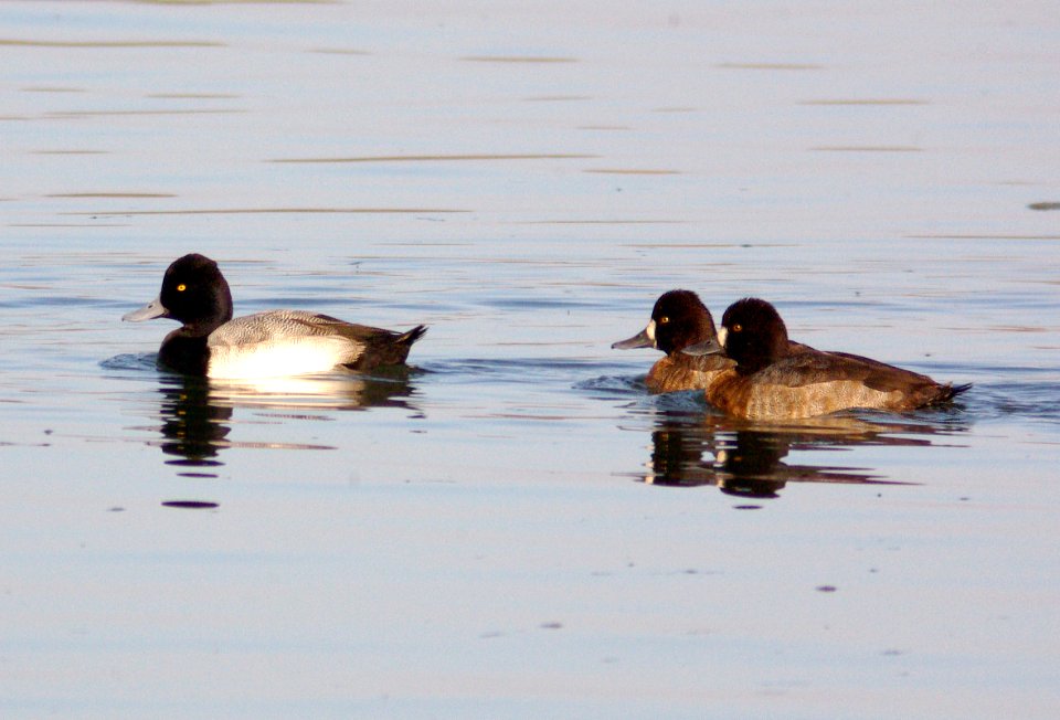 046 - LESSER SCAUP (12-12-07) sloco, ca