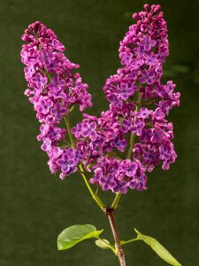 Ornamental shrub branch purple