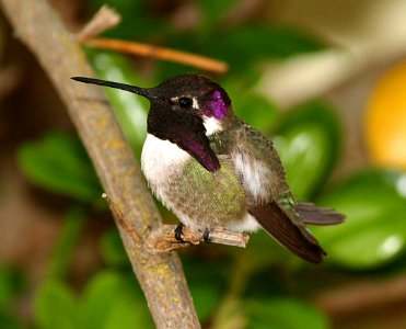 HUMMINGBIRD, COSTA'S (4-14-07) male- 01 photo