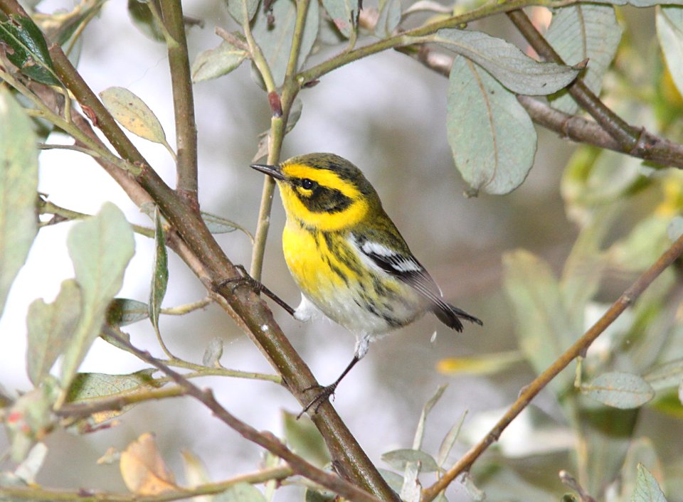 WARBLER, TOWNSEND'S (9-18-09) oceano, slo co, ca -01