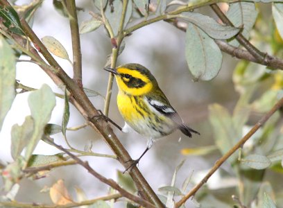 WARBLER, TOWNSEND'S (9-18-09) oceano, slo co, ca -01