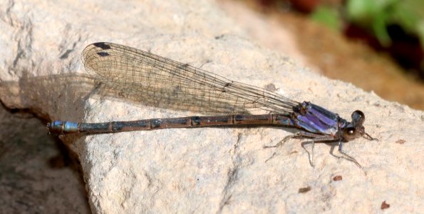 DANCER, SPRINGWATER (Argia plana) (9-22-2020) bear canyon, west side huachuca mts, cochise co, az -12 imm male