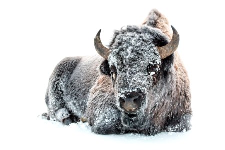 Frost-covered bison along the Madison River