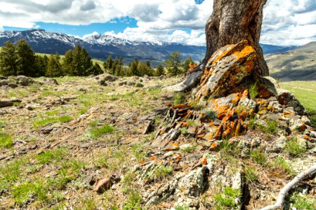 Lichen-covered rocks on Mount Everts