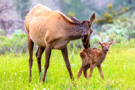 Elk cow grooming her calf