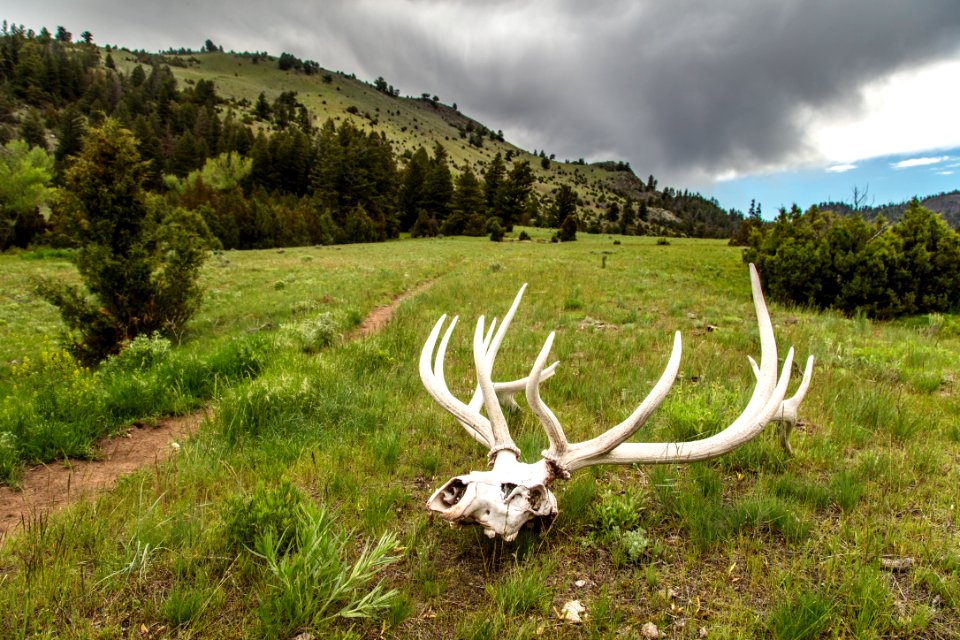 Bull elk skull along the Yellowstone River Trail (2)
