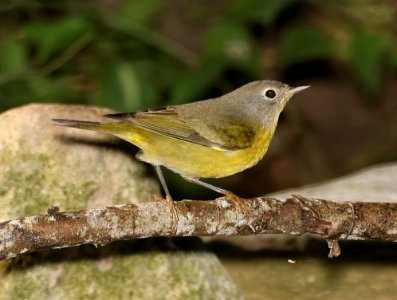 811 - NASHVILLE WARBLER (11-6-2016) convention center, south padre island, cameron co, tx -09