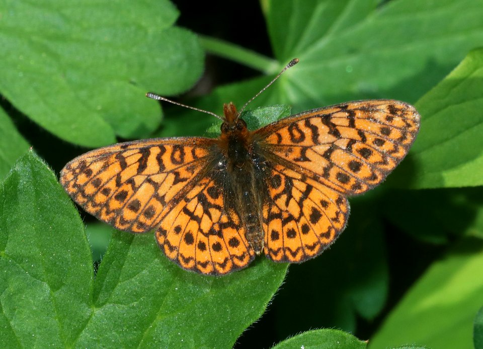 FRITILLARY, RELICT (Boloria kriemhild) (7-19-2020) 9600 ft, togwotee pass, teton co, wy -01