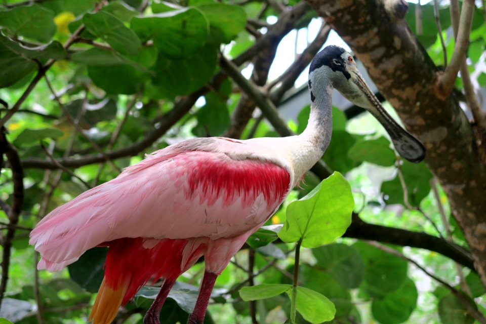 Roseate spoonbill photo