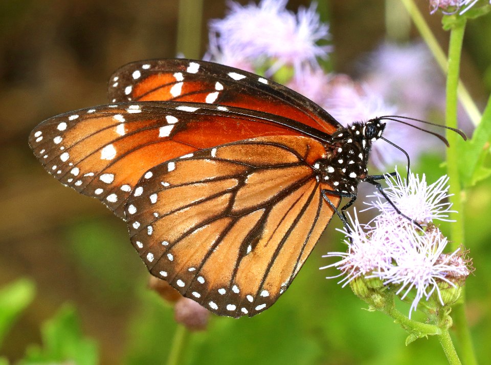 SOLDIER (Danaus eresimus) (10-27-2020) resaca de la palma, cameron co, tx -02