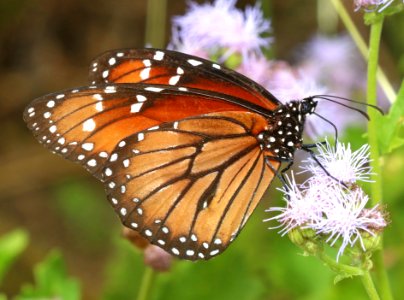 SOLDIER (Danaus eresimus) (10-27-2020) resaca de la palma, cameron co, tx -02