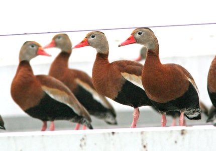 003 - BLACK-BELLIED WHISTLING-DUCK (1-6-09) los fresnos, tx   (4)