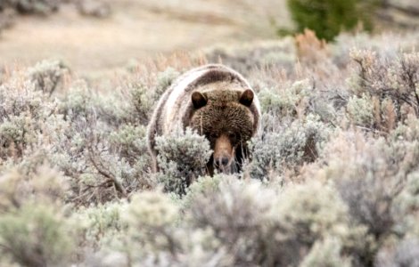 Grizzly bear at Soda Butte Creek photo