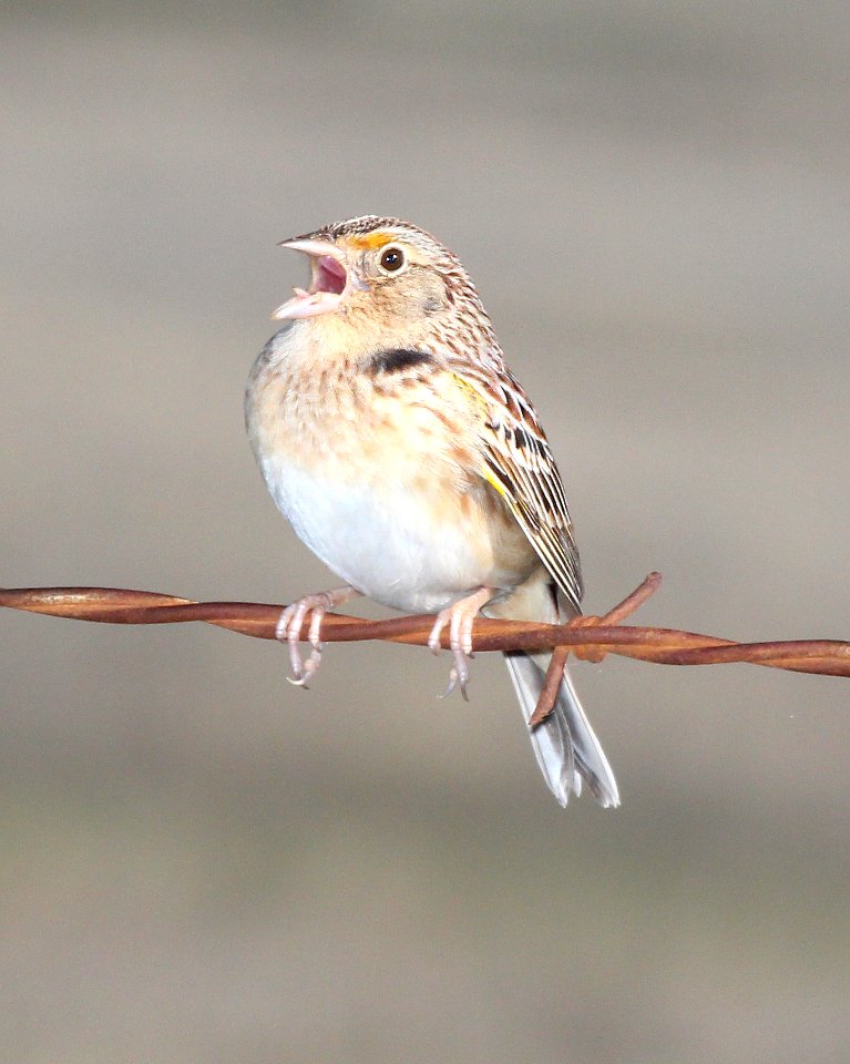 884 - GRASSHOPPER SPARROW (4-15-2015) san rafael grasslands, santa cruz co, az -03
