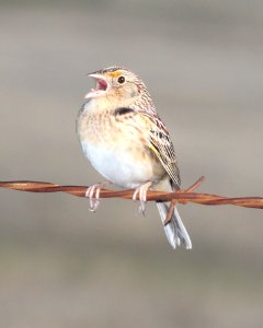 884 - GRASSHOPPER SPARROW (4-15-2015) san rafael grasslands, santa cruz co, az -03