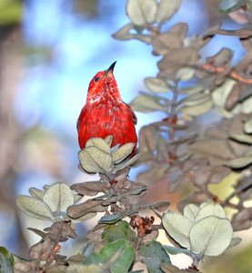 APAPANE (9-12-2017) kilauea iki trail, hawai'i volcanoes national park, hawai'i co, hawaii -05