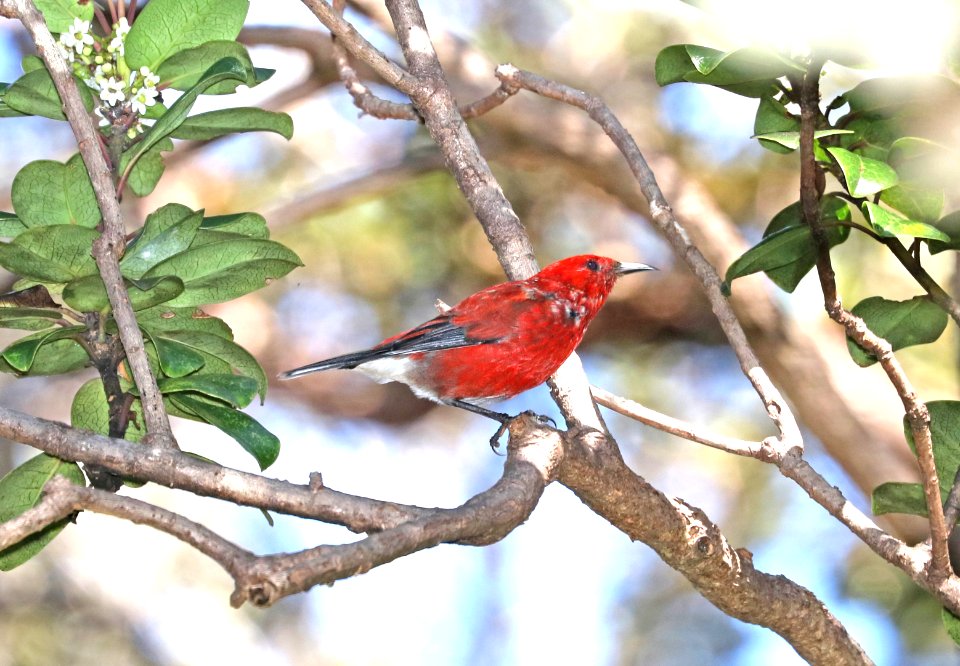 APAPANE (9-12-2017) kilauea iki trail, hawai'i volcanoes national park, hawai'i co, hawaii -03