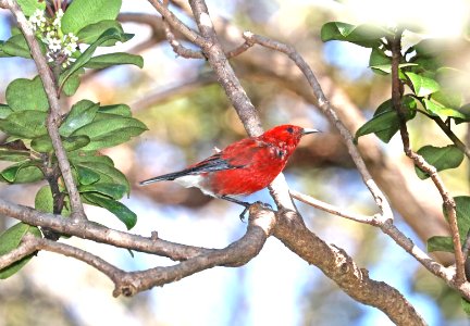 APAPANE (9-12-2017) kilauea iki trail, hawai'i volcanoes national park, hawai'i co, hawaii -03