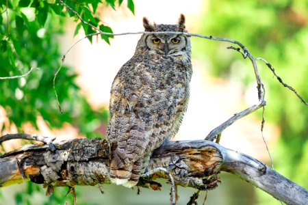 Great horned owl in Fort Yellowstone photo