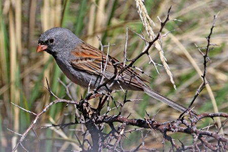 876 - BLACK-CHINNED SPARROW (4-25-2020) hunter canyon, huachuca mts, cochise co, az -01