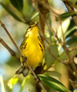 837 - PRAIRIE WARBLER (4-27-2019) convention center, south padre island, cameron co, tx -03 photo