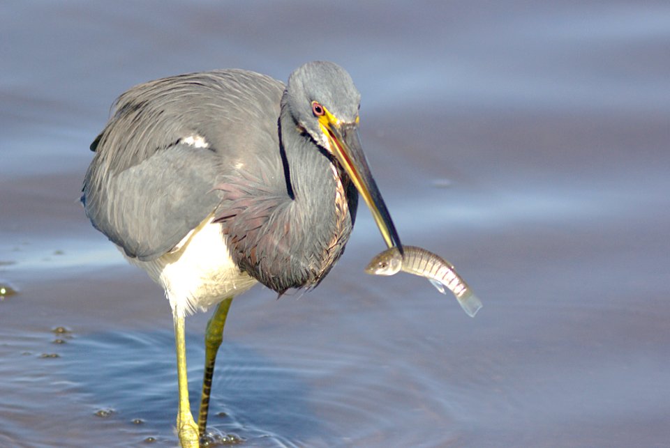 190 - TRICOLORED HERON (1-7-09) san isabel, tx  (1)