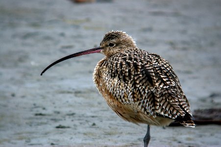 CURLEW, LONG-BILLED 10-24-05