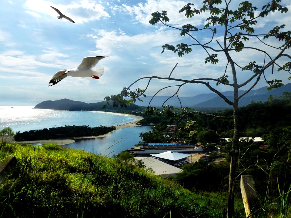 Sky clouds birds