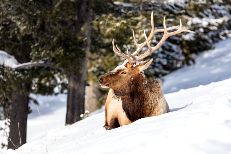 Bull Elk along the Madison River