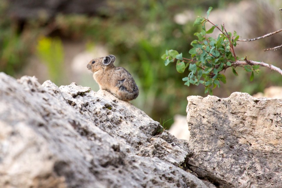 Pika near Mammoth Hot Springs